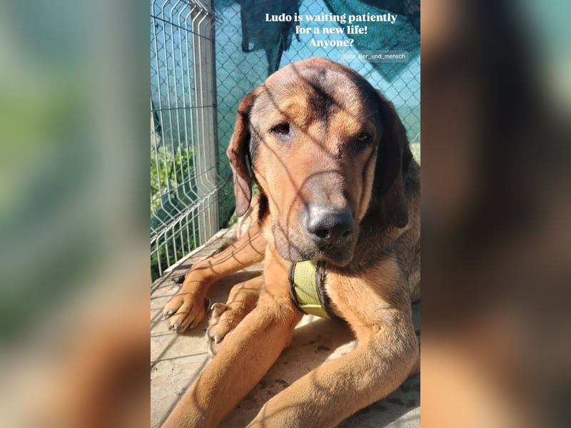 Ludo (7) sehnt sicht nach einem Zuhause