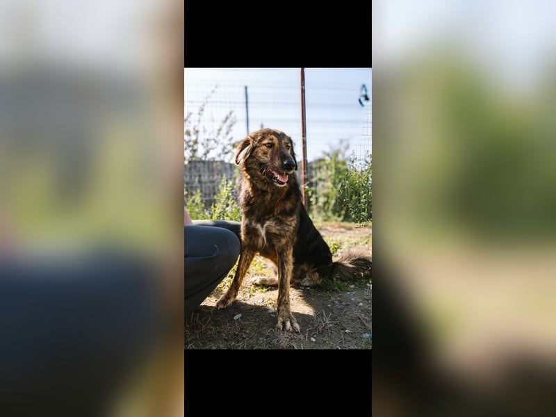 Perro (5) ist unsere dreibeinige Schönheit