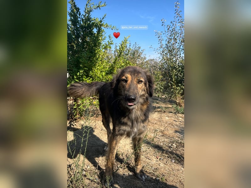 Perro (5) ist unsere dreibeinige Schönheit