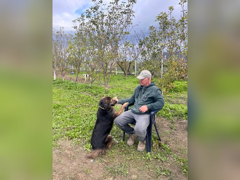 Perro (5) ist unsere dreibeinige Schönheit