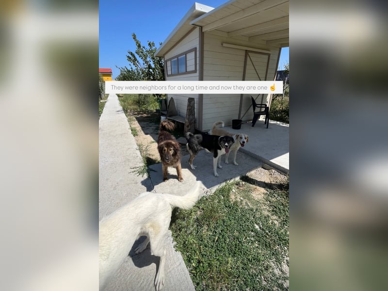 Perro (5) ist unsere dreibeinige Schönheit