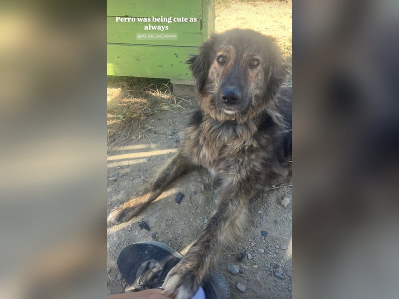 Perro (5) ist unsere dreibeinige Schönheit