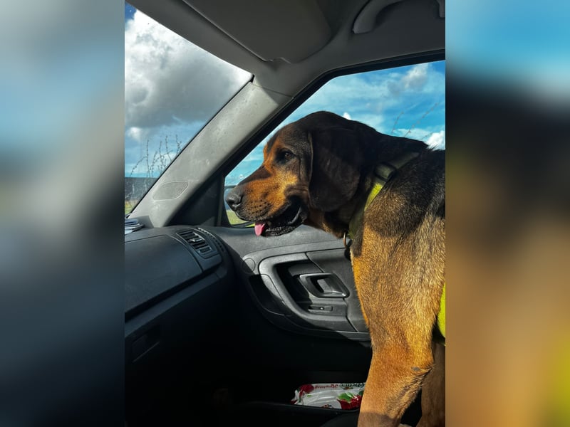 Ludo (7) sehnt sicht nach einem Zuhause