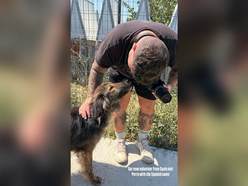Perro (5) ist unsere dreibeinige Schönheit