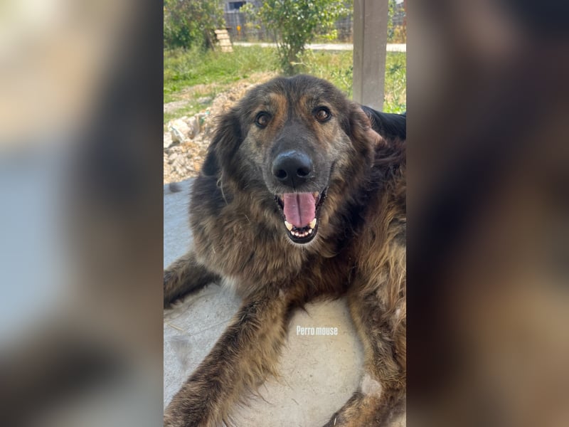 Perro (5) ist unsere dreibeinige Schönheit