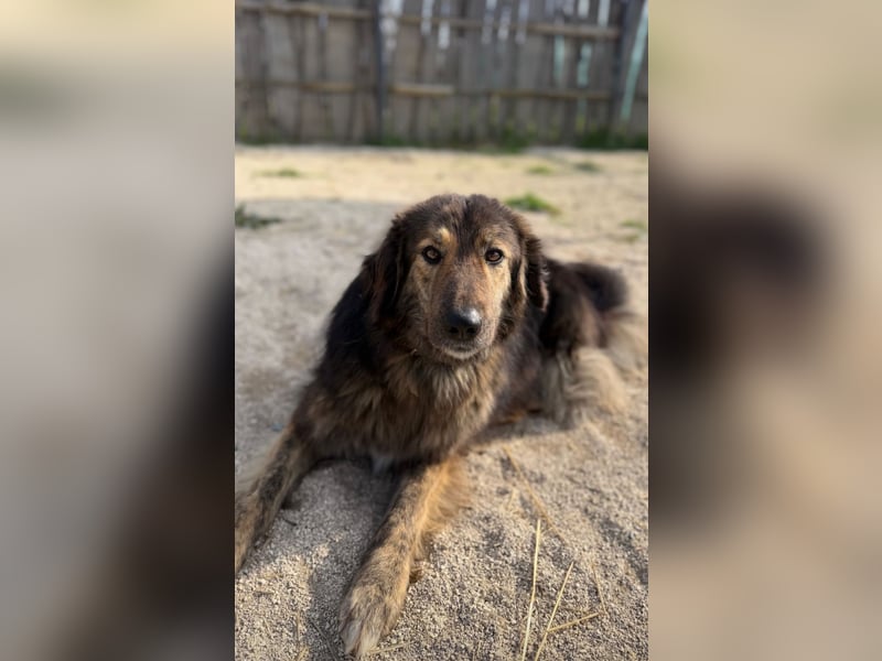Perro (5) ist unsere dreibeinige Schönheit