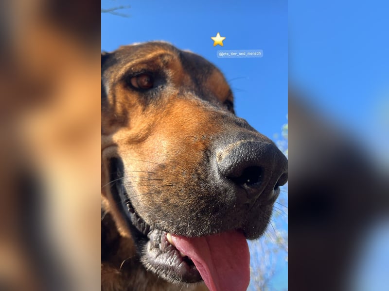 Ludo (7) sehnt sicht nach einem Zuhause