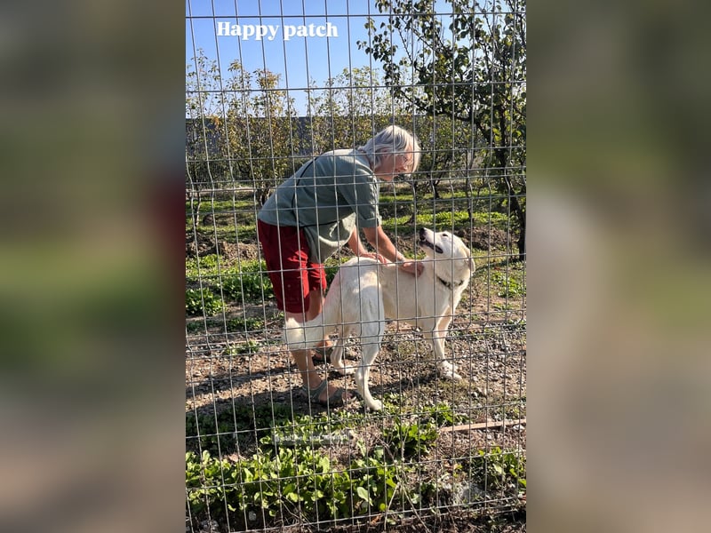 Patch (3) ist ein wahrer Sonnenschein
