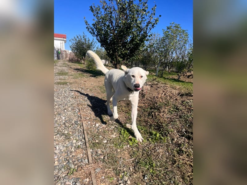 Patch (3) ist ein wahrer Sonnenschein