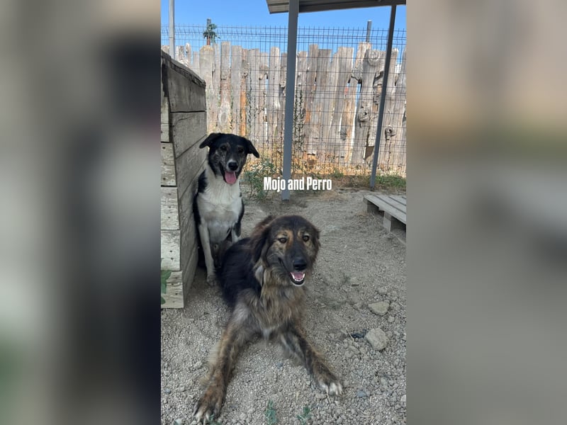 Perro (5) ist unsere dreibeinige Schönheit