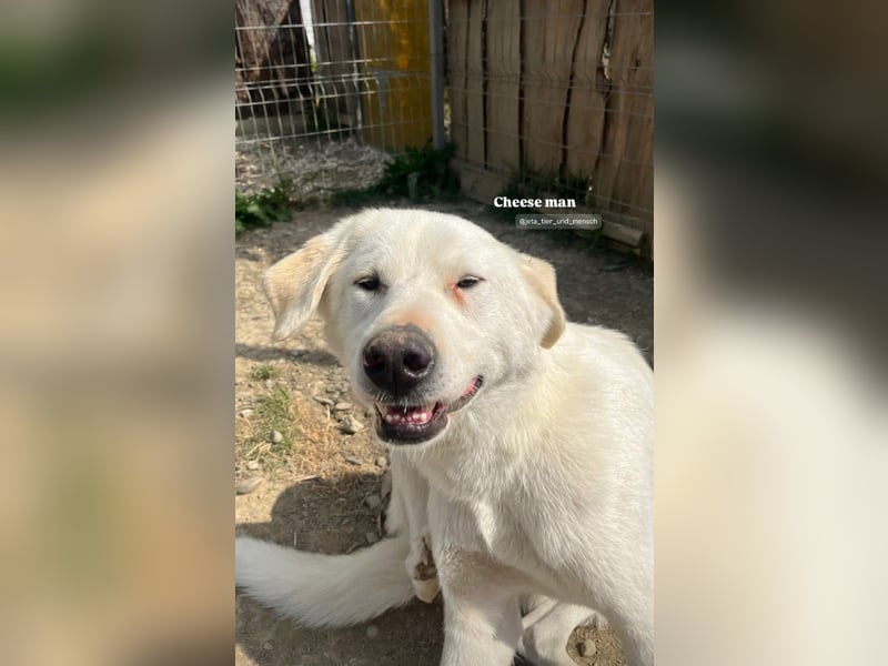 Patch (3) ist ein wahrer Sonnenschein