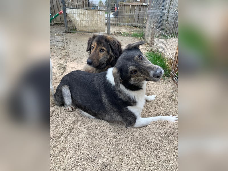 Perro (5) ist unsere dreibeinige Schönheit