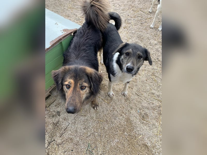 Perro (5) ist unsere dreibeinige Schönheit