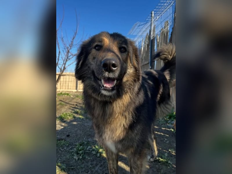 Perro (5) ist unsere dreibeinige Schönheit