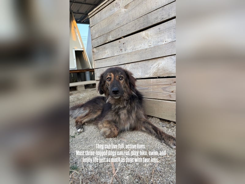 Perro (5) ist unsere dreibeinige Schönheit