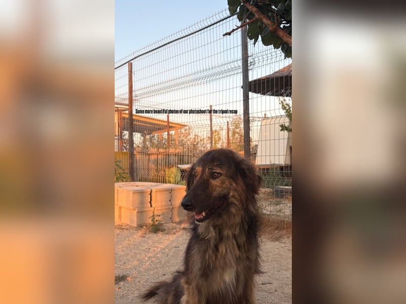 Perro (5) ist unsere dreibeinige Schönheit