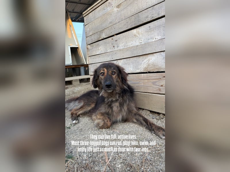 Perro (5) ist unsere dreibeinige Schönheit