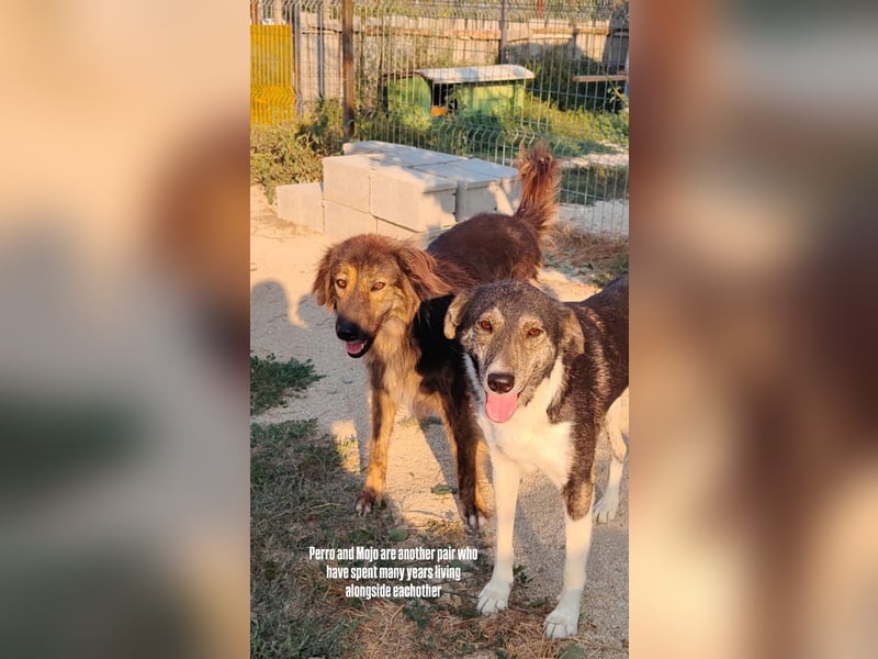 Perro (5) ist unsere dreibeinige Schönheit