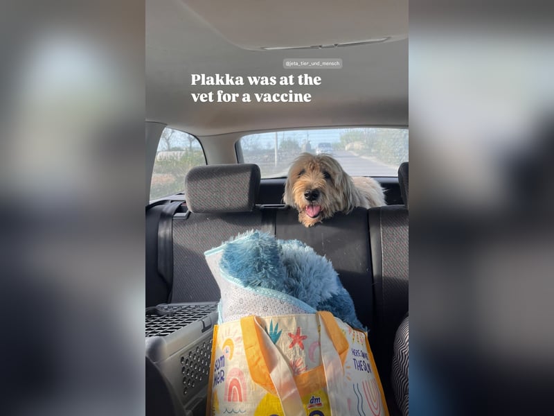 Oma Plakka (11) sucht ein gemütliches Plätzchen