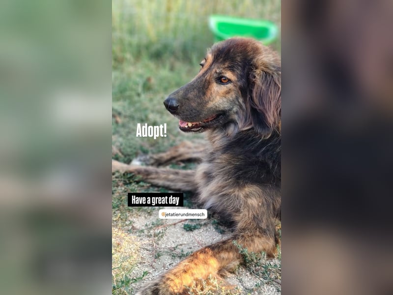 Perro (5) ist unsere dreibeinige Schönheit