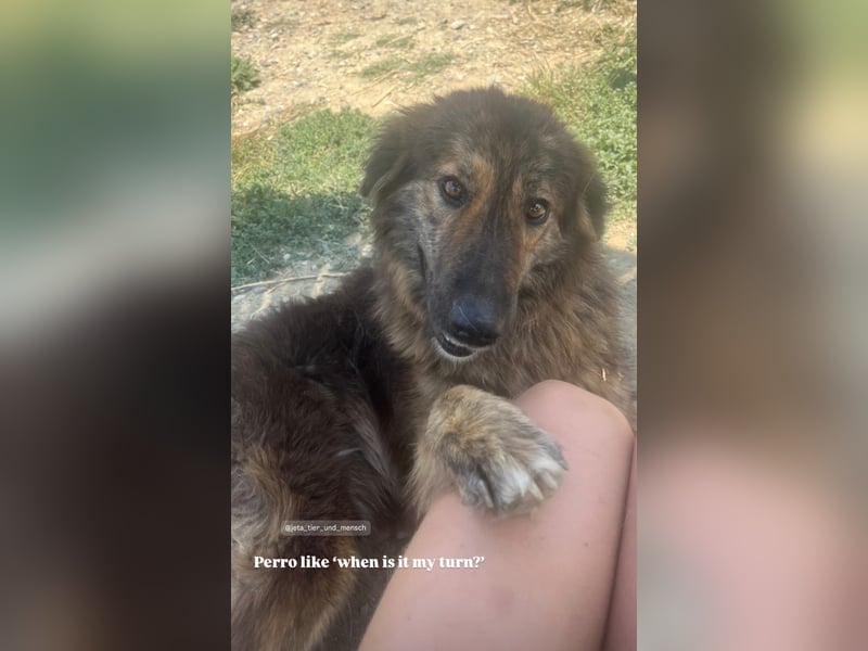 Perro (5) ist unsere dreibeinige Schönheit