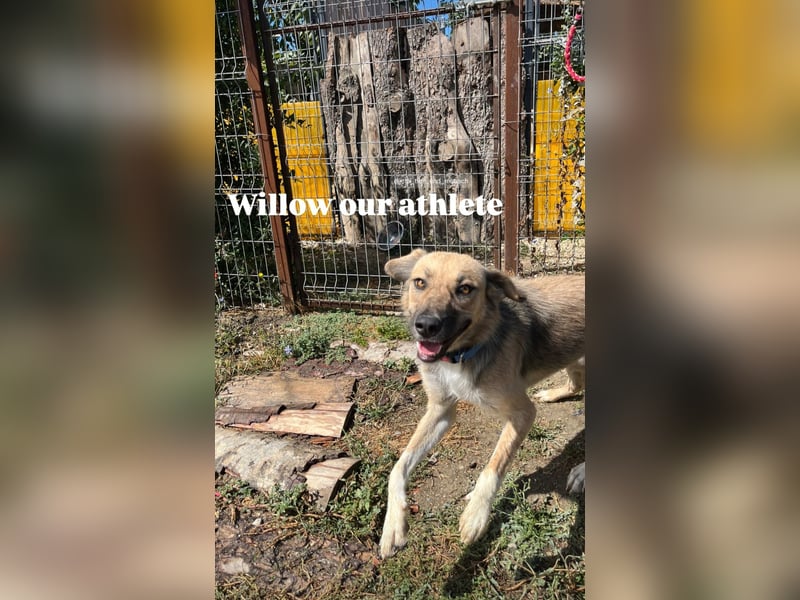 Willow (2) ist bereit für die Welt