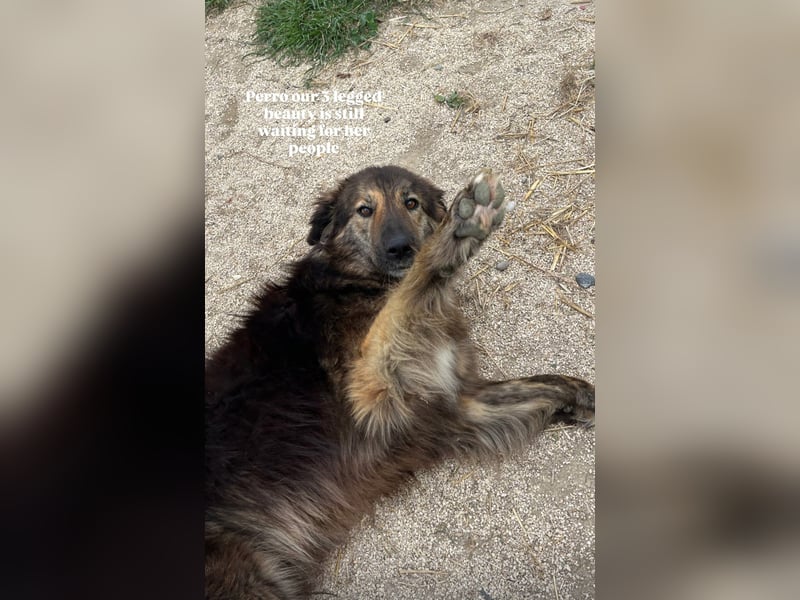 Perro (5) ist unsere dreibeinige Schönheit