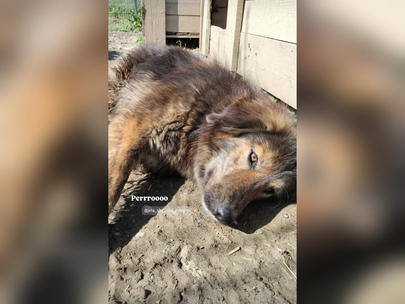 Perro (5) ist unsere dreibeinige Schönheit