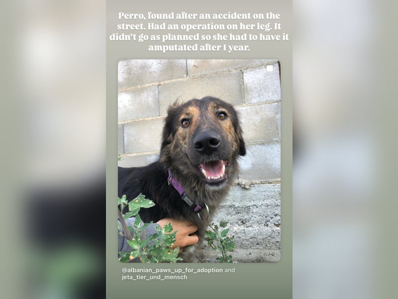 Perro (5) ist unsere dreibeinige Schönheit