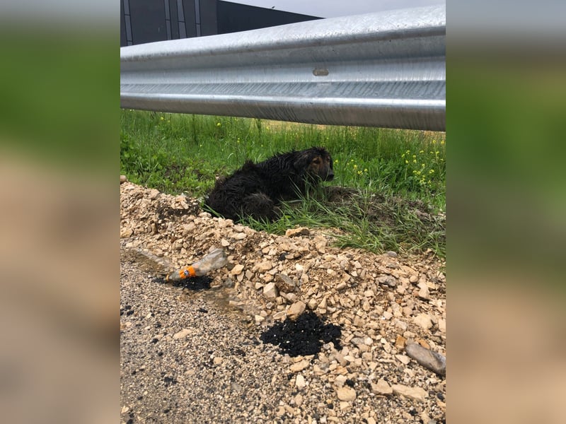 Perro (5) ist unsere dreibeinige Schönheit