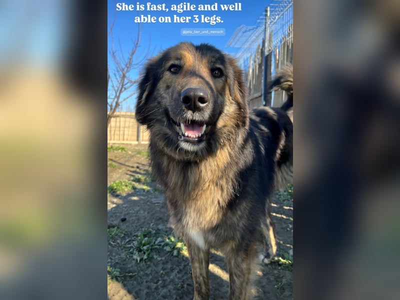 Perro (5) ist unsere dreibeinige Schönheit