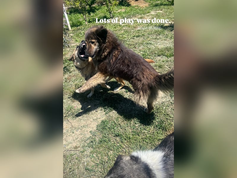 Perro (5) ist unsere dreibeinige Schönheit