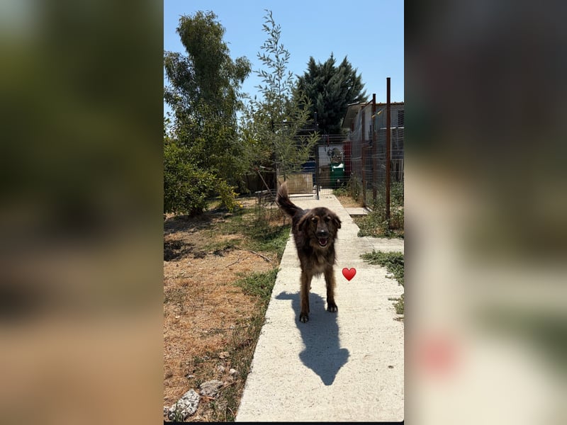 Perro (5) ist unsere dreibeinige Schönheit