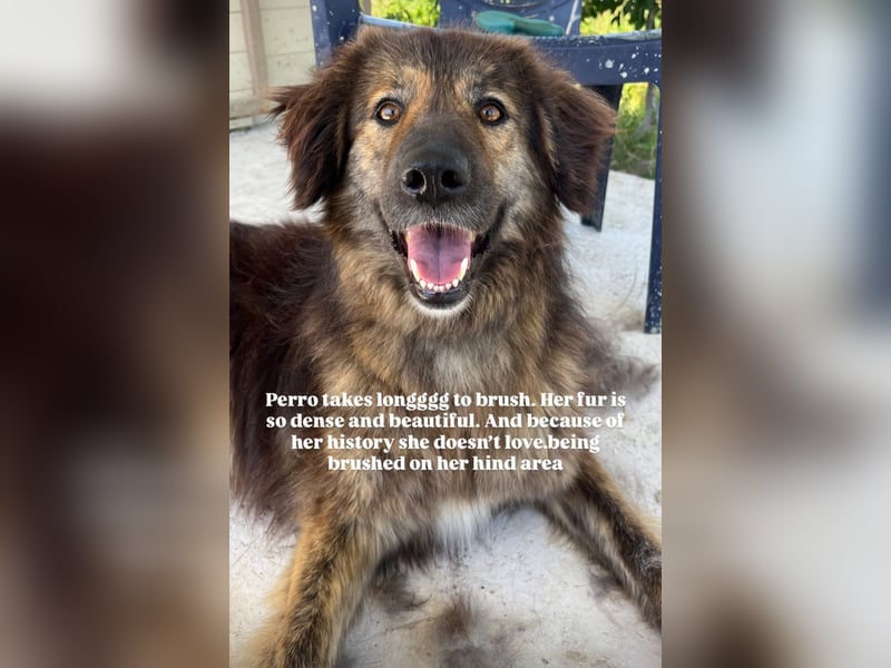Perro (5) ist unsere dreibeinige Schönheit
