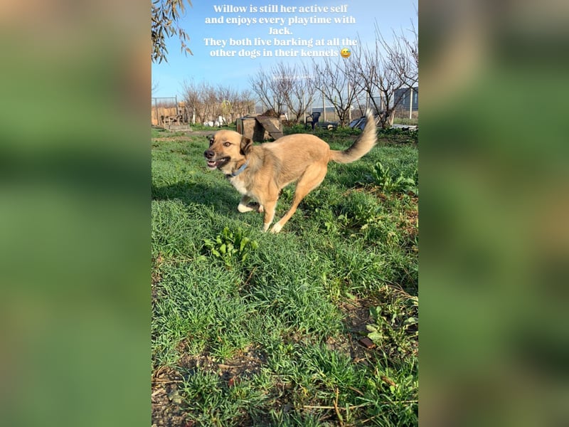 Willow (2) ist bereit für die Welt