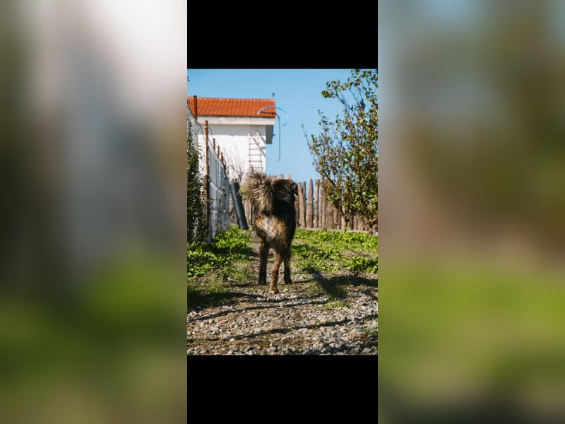 Perro (5) ist unsere dreibeinige Schönheit