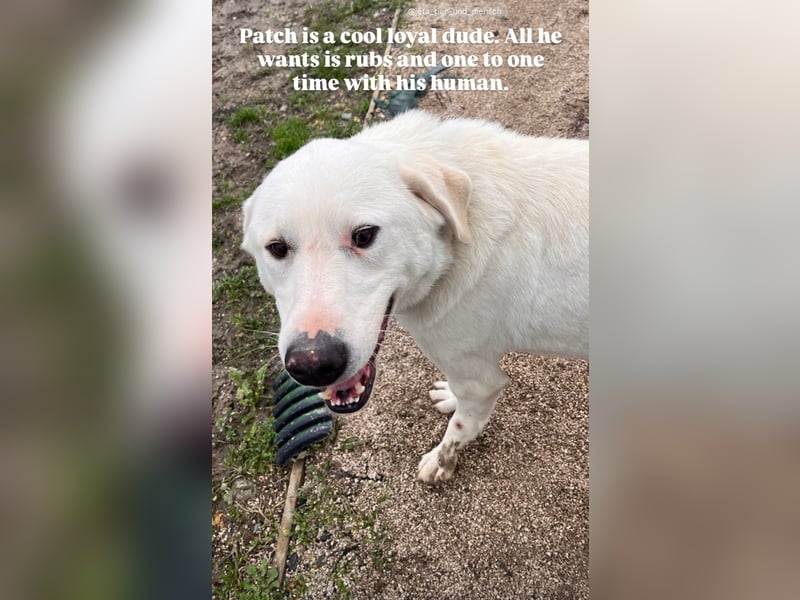 Patch (3) ist ein wahrer Sonnenschein
