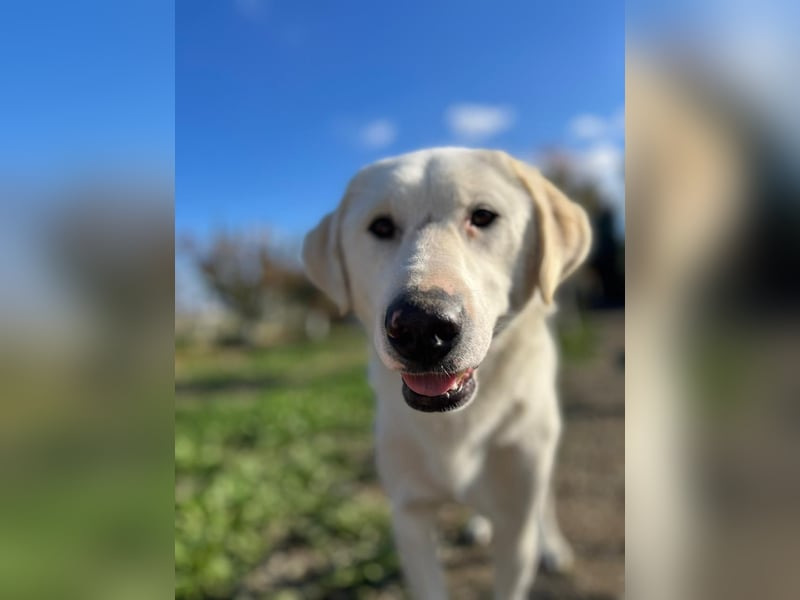 Patch (3) ist ein wahrer Sonnenschein