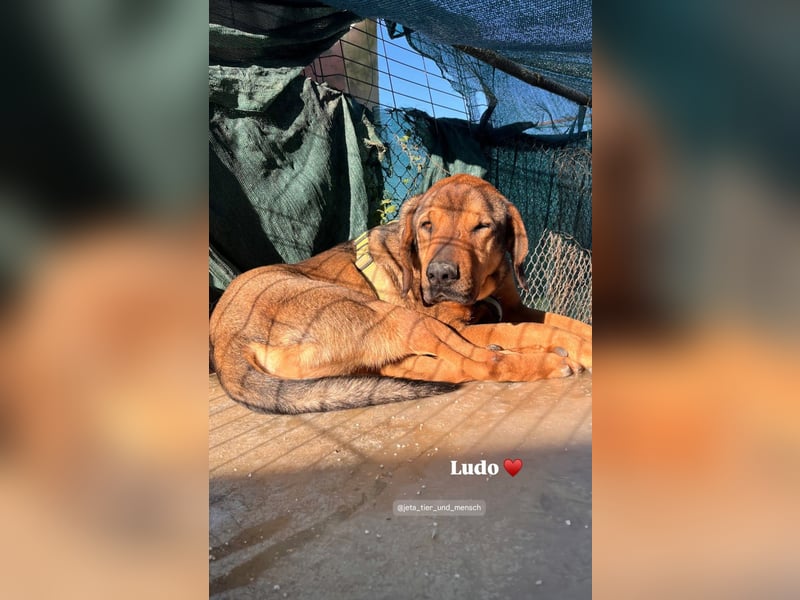 Ludo (7) sehnt sicht nach einem Zuhause