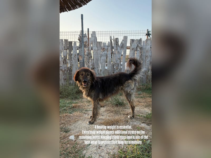 Perro (5) ist unsere dreibeinige Schönheit