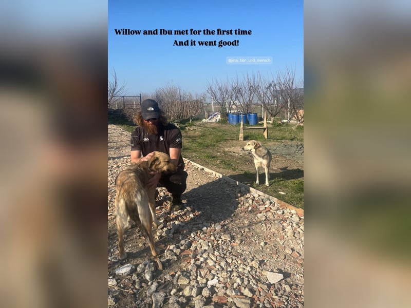 Willow (2) ist bereit für die Welt