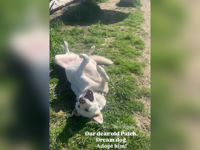 Patch (3) ist ein wahrer Sonnenschein