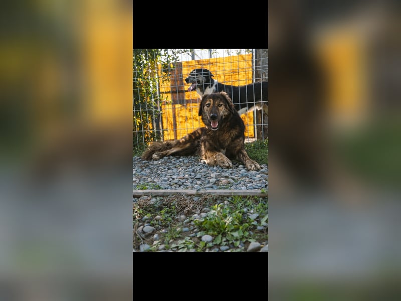 Perro (5) ist unsere dreibeinige Schönheit