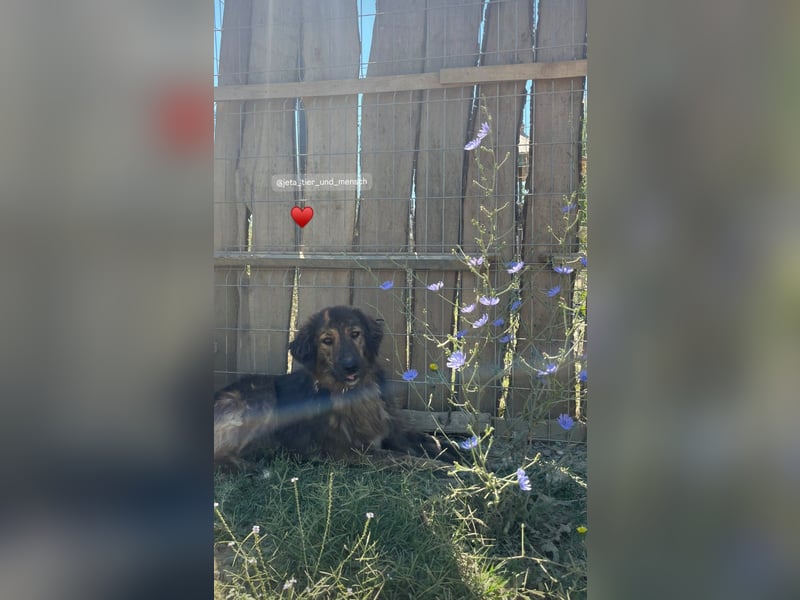 Perro (5) ist unsere dreibeinige Schönheit