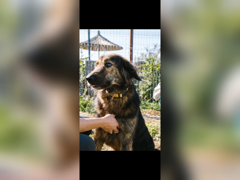 Perro (5) ist unsere dreibeinige Schönheit