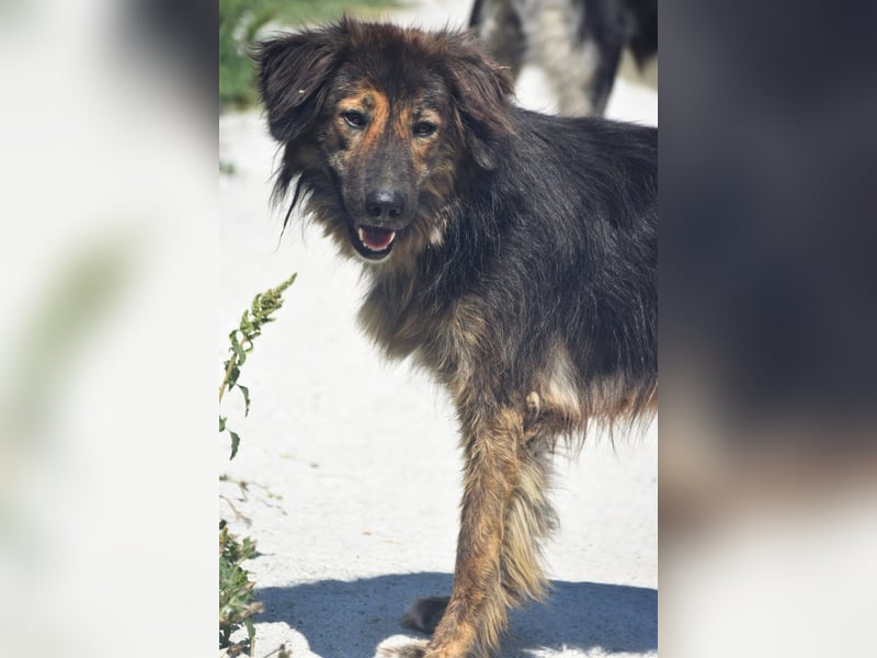 Perro (5) ist unsere dreibeinige Schönheit