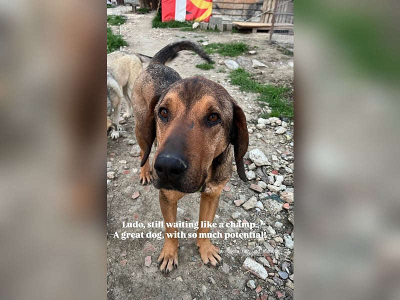 Ludo (7) sehnt sicht nach einem Zuhause