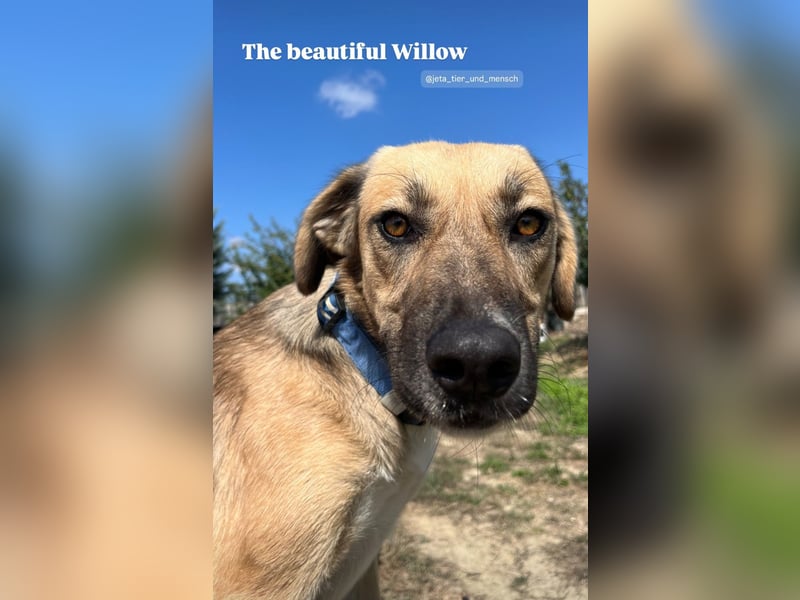 Willow (2) ist bereit für die Welt