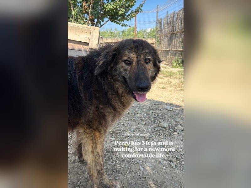 Perro (5) ist unsere dreibeinige Schönheit
