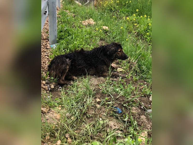 Perro (5) ist unsere dreibeinige Schönheit